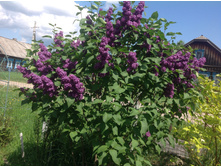 ������ ( �����������)