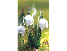 ����� ����������� ����� - M-8-22