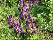 ����������� �������� �����