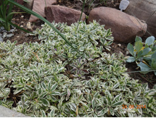 ����������� ������ ������ (������) ����������-����������� VARIEGATA 150�