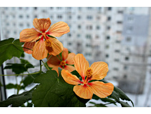 Bella Apricot shades - �/� 200 ���.