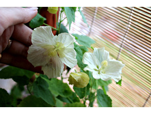 �������� Bella Vanilla - �/� 200 ���.