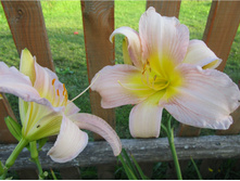 �������� ������ ����