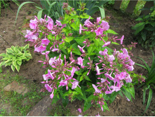 ����� ������ ����� ������-���������