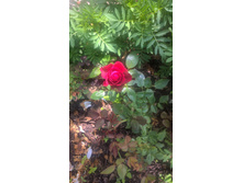 WP 20160622 09 21 02 Pro.jpg
