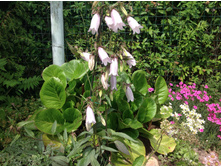 ������� ����