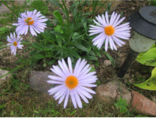 ������� �����-����������