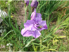 ���� ��������� �������� ����