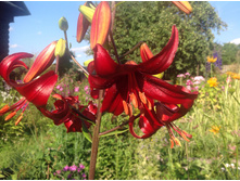 ��� ��������