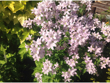 �����. ���������������� ������ ����