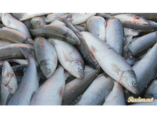 ������ - ���� �������� ��� (������) �������������� ���������