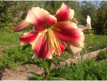 ������� �����