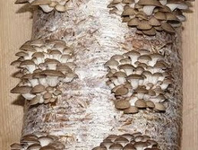 Veshenka-16kg.jpg