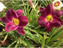 ������� ����