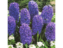 ������� ��� ���� ������� 80�