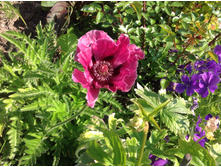 ��� ���������