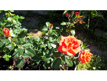 WP 20160619 09 02 31 Pro.jpg
