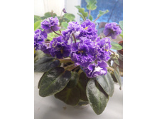 IMG 20170107 153439.jpg