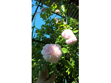 WP 20160619 09 03 56 Pro.jpg