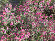 ��������� ���������