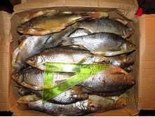 ������У��� 130�/��