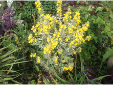 ��������� ����������� ���������