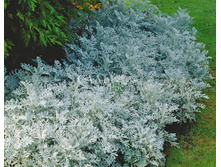 ��������� ���������� ����� 24,00.jpg