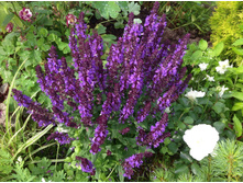 ������ ������ ��� ����