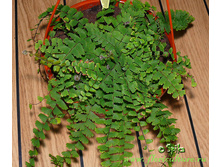 �������� ��������� ( Adiantum caudatum) - 350 ���.