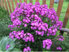 ����� �����