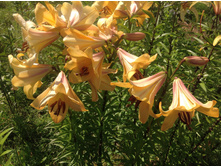 ����� ����������