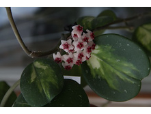 ���� Obovata.var.jpg