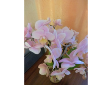 IMG 20170113 145533 AO HDR.jpg