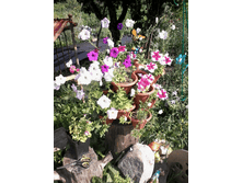 �������� 23-01-2017 171446.png