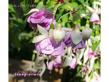 ������ ���� Lenny-Erwin