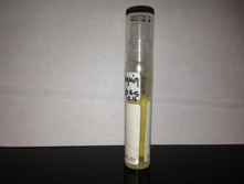 Cuir Caraibes David Jourquin