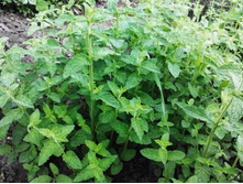 ���� �����������+