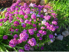 �������� ��������