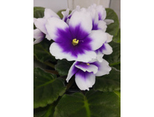 Optimara myDream (R. Holtkamp)