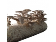 Thumb Oyster Mushroom Spawn.jpg