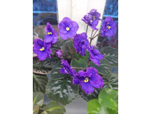 IMG 20170107 153537.jpg