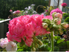 Fishers Appleblossom