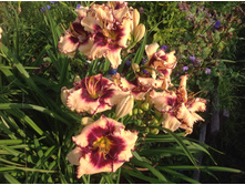 ������ �����