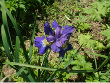 ������ ��� (���.)*