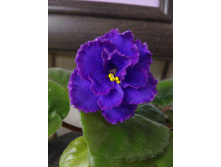 Midnight Rascal (S.Sorano)