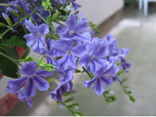 ������� ������� - ������ �������� ...