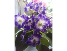 IMG 20161221 120437.jpg