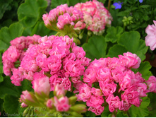 Swanland Pink/Australien Pink Rosebud