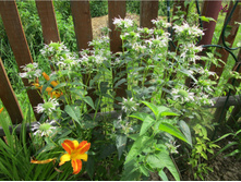 ������� �����