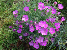 �������� �������